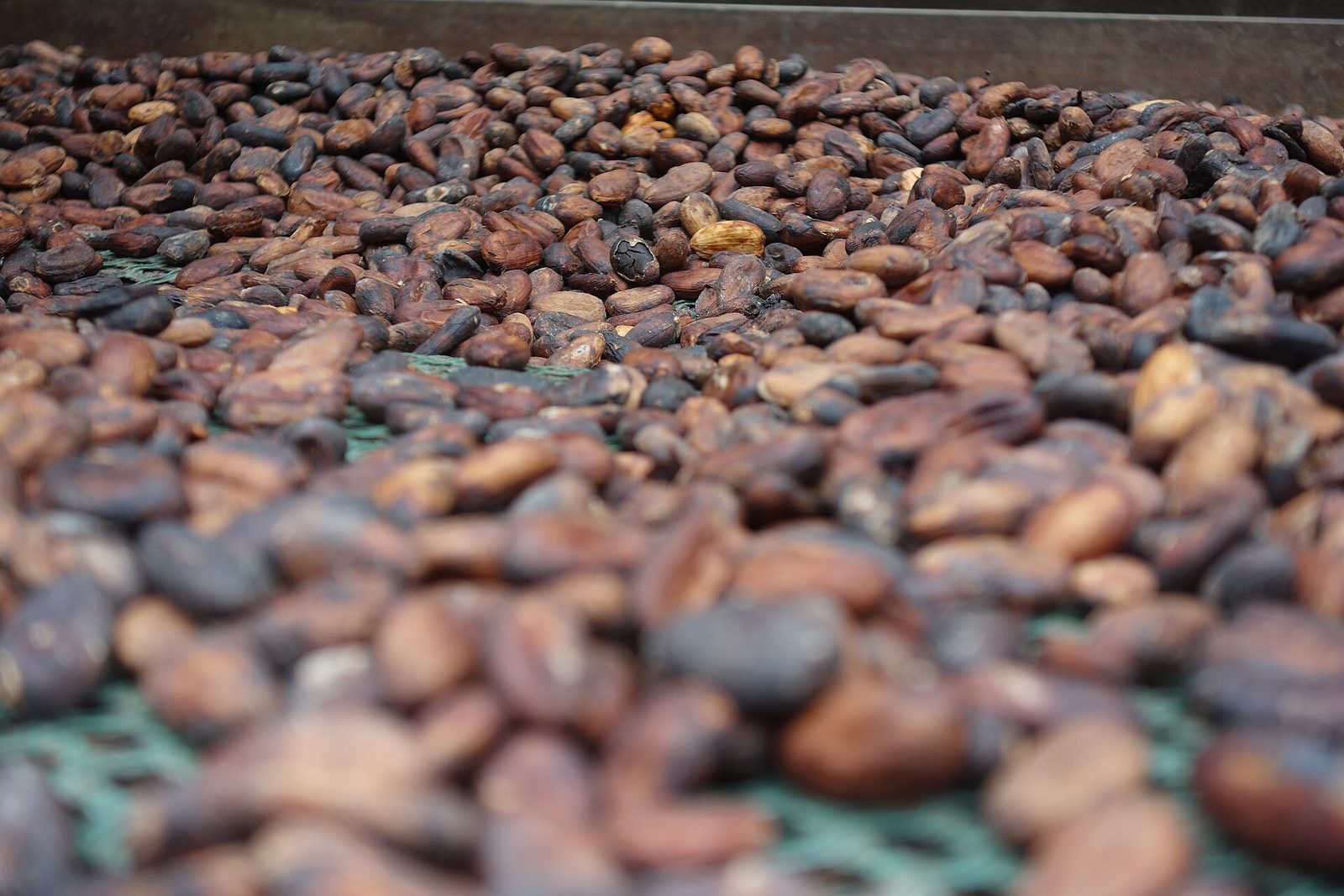 Fèves de cacao en séchage, export de vivres frais et produits made in Cameroun